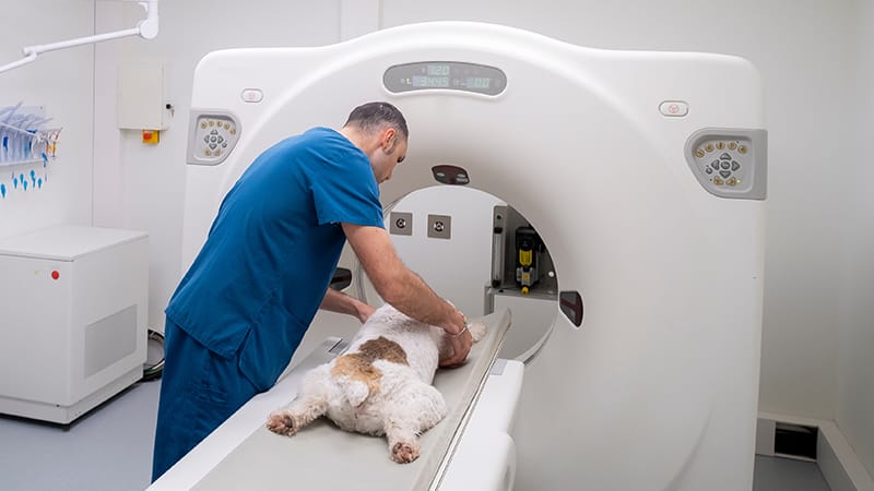 Veterinarian positioning a dog for a CT scan used to plan stereotactic radiation therapy.
