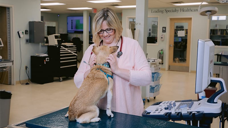 MedVet caregiver examining a dog's face during a stereotactic radiation therapy checkup.