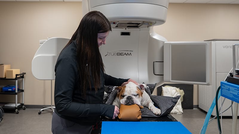 MedVet caregiver comforts a bulldog before radiation therapy for dogs and cats using a TrueBeam linear accelerator.