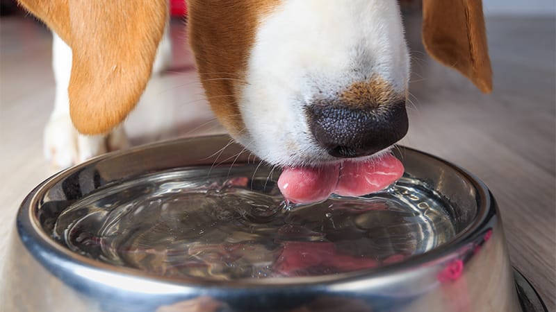 Dog drinking water from a bowl, representing the importance of hydration for healthy pet digestion.