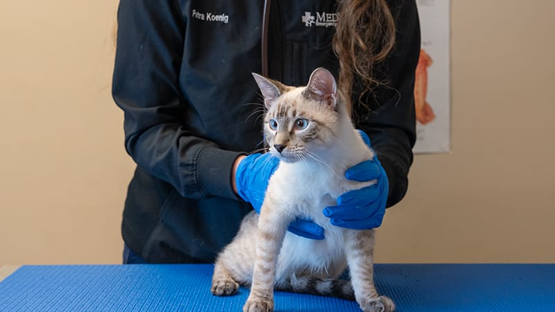 A MedVet staff member gently examines a cat on an exam table during a veterinary visit.