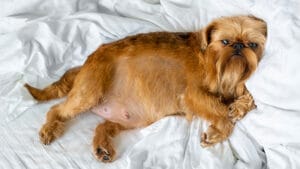 pet pregnancy birth