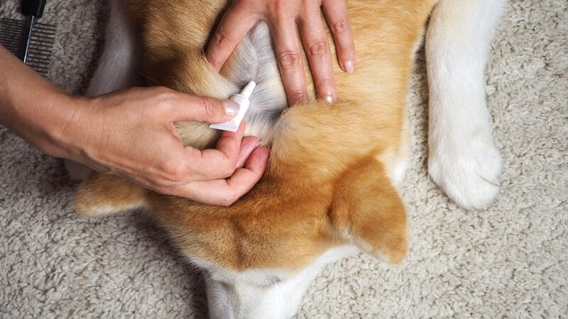 flea control pet product veterinarian prescribed