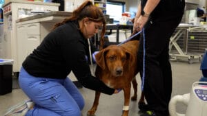 your-visit-to-a-medvet-veterinary-hospital