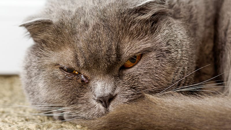 Signs-of-Glaucoma-in-Pets