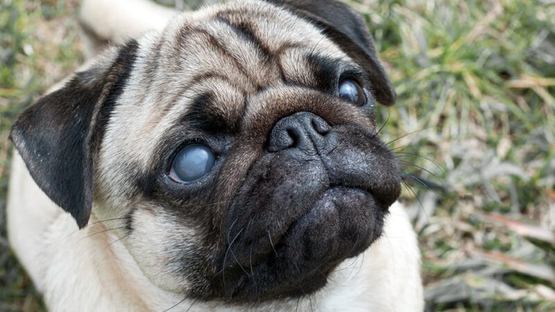 causes-and-signs-of-cataracts-in-cats-and-dogs
