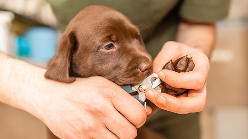 grooming-puppy