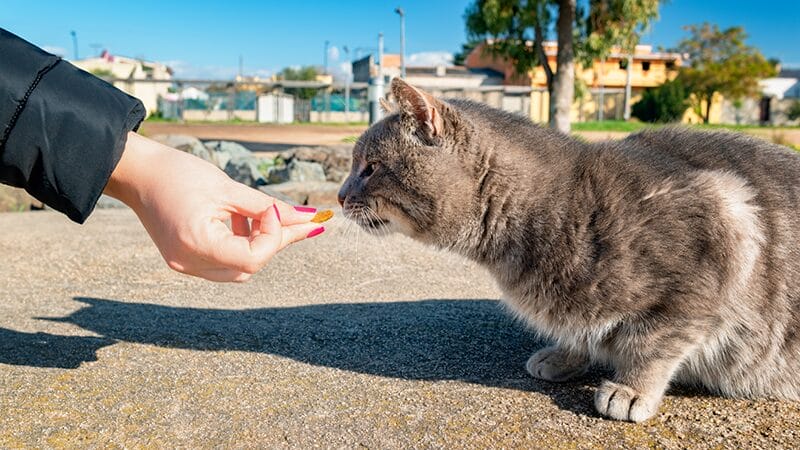 calmly-approach-your-lost-pet-and-use-familar-phrases-and-treats
