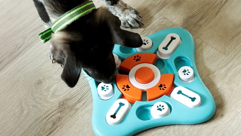 food-dispensing-toys-for-mental-stimulation-and-minimal-physical-activity-after-surgery