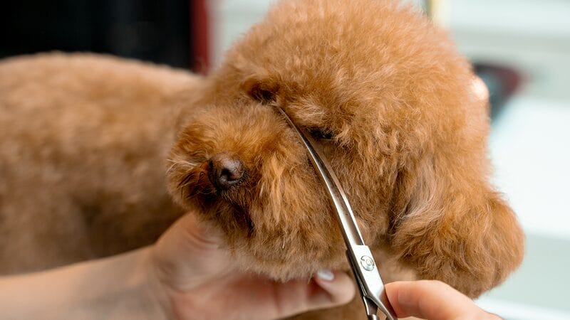 trim-hair-around-eyes-and-nose-for-good-facial-hygiene