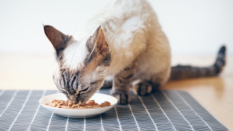 what-to-expect-regarding-eating-after-surgery