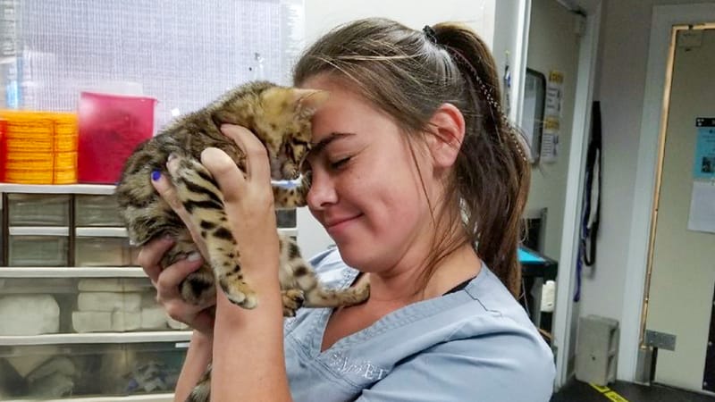 Emergency-Sr-Technician-Compassion-Cat-Patient