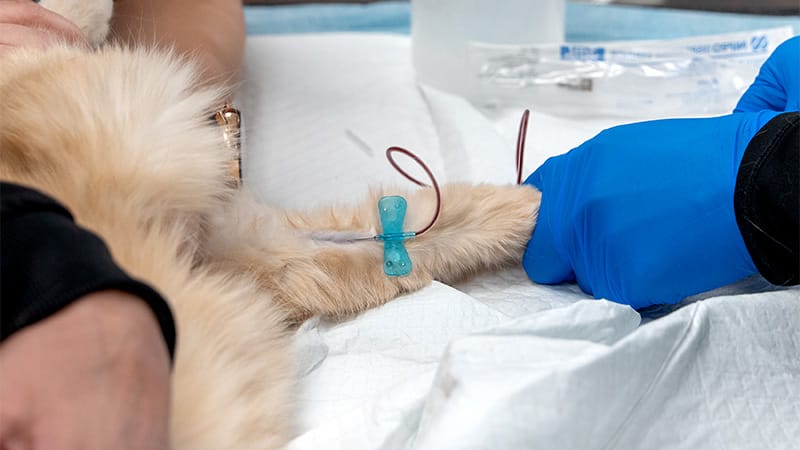 chronic-kidney-disease-bloodwork