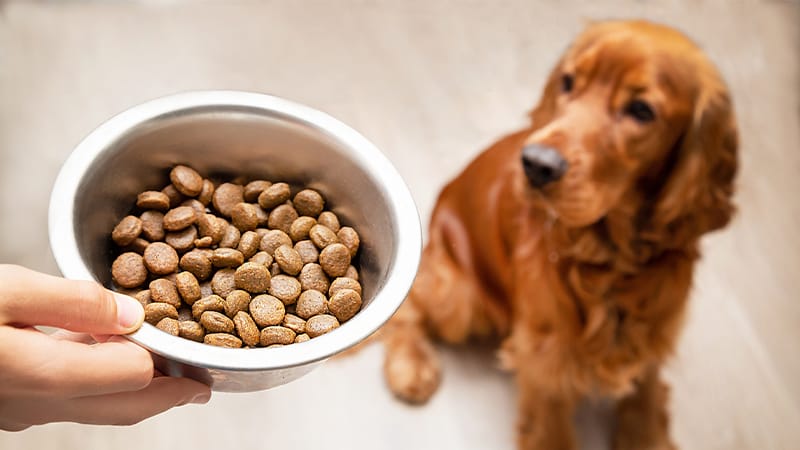 chronic-kidney-disease-diet-pets