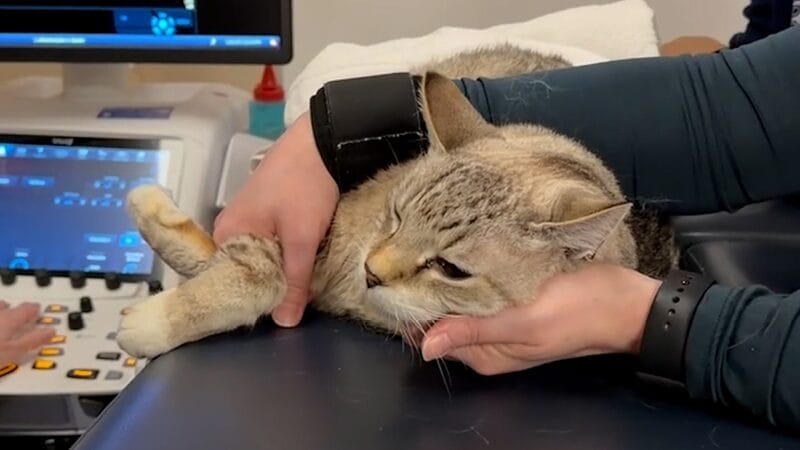 cat-receiving-an-echocardiogram-at-medvet
