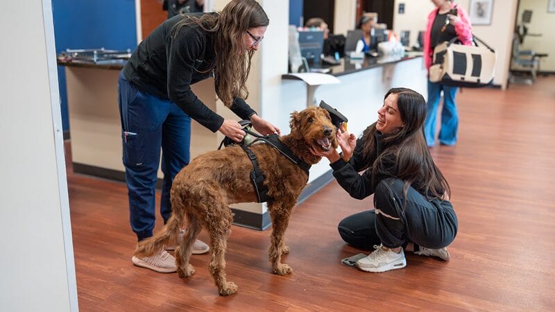 chemo-graduation-patient-frankie-at-medvet-new-orleans