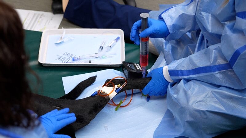 chemotherapy-cancer-treatment-for-pets