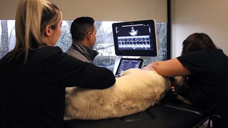 echocardiogram-with-medvet-cardiologist-thaibinh-nguyenba