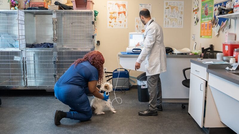 pacemaker-treatment-option-for-pets-with-arrhythmias