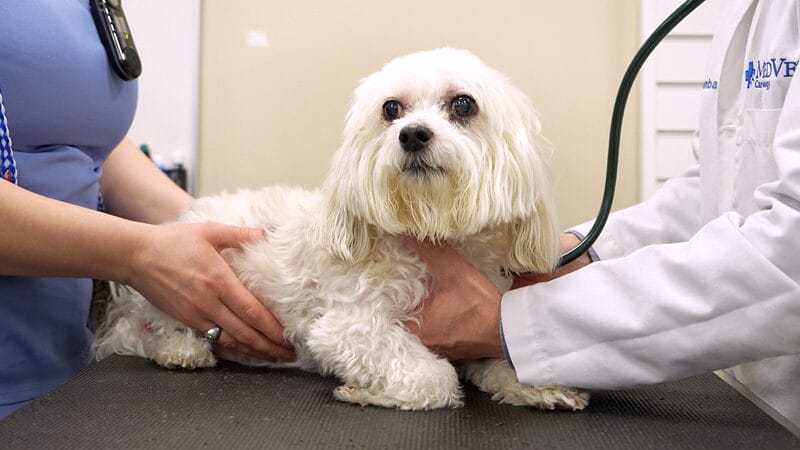 physical-examination-of-dog-patient-with-stethoscope