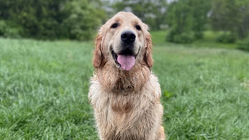 puppy-or-adult-dog-what-age-is-best-for-your-home