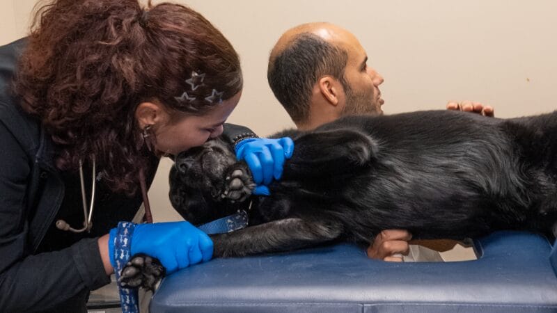 what-happens-during-the-procedure-at-medvet