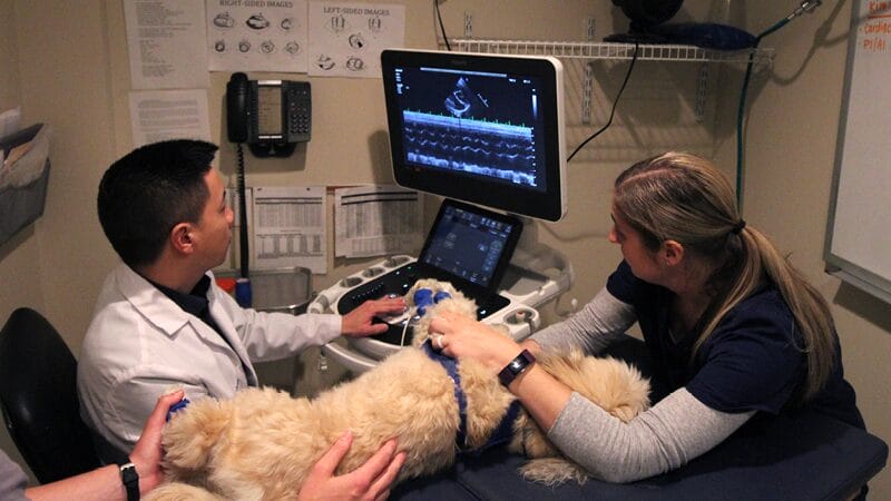 what-is-an-echocardiogram