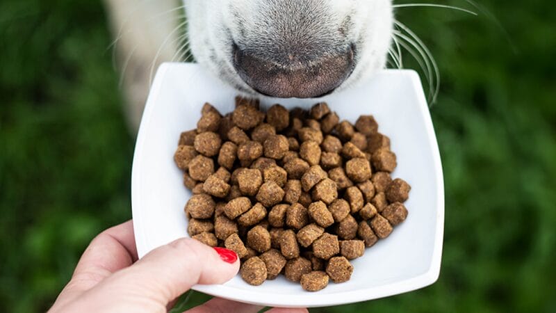 what-should-I-feed-my-dog-nutrition-guideline