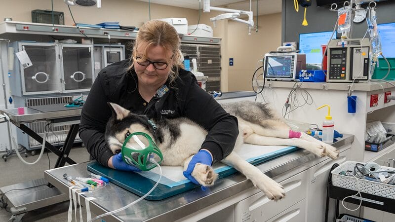 surgery-veterinary-specialty-service