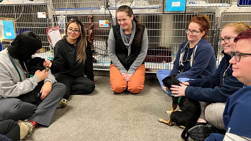 medvet-social-work-for-veterinary-teams