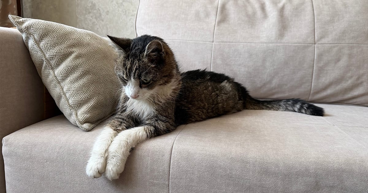 senior-cat-comfortable-on-couch
