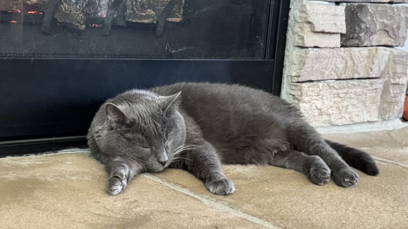 senior-cat-sleeping-by-fireplace