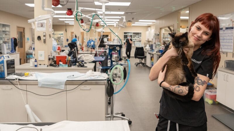 surgery-veterinary-specialty-service