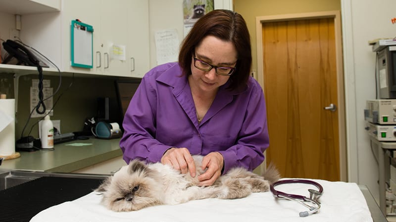 vet-exam-for-senior-cat