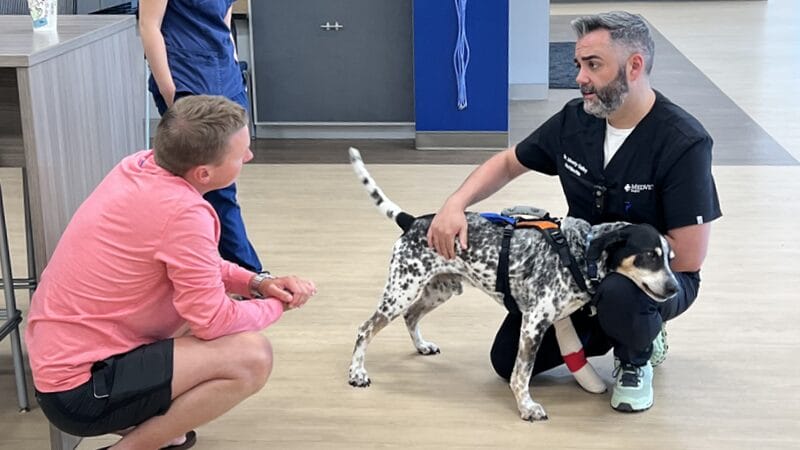 what-to-expect-when-your-pet-sees-a-veterinary-specialist