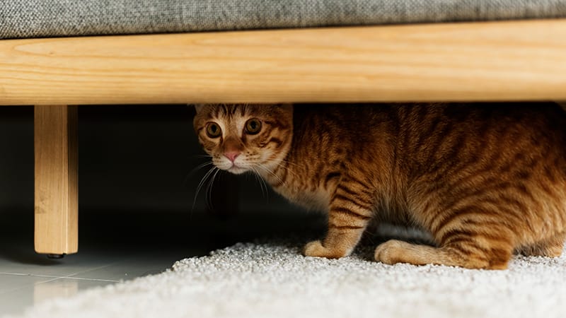 An orange cat hiding under a couch, a common sign of pain, fear, or injury after pet trauma.