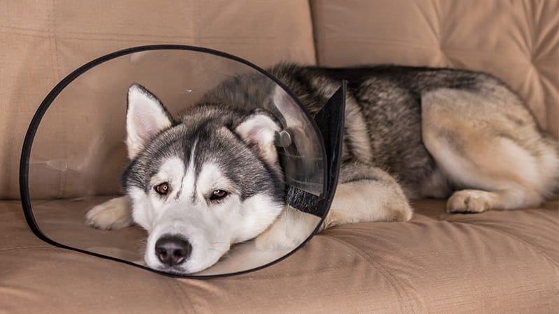 A husky dog laying on a brown couch with a cone around it's neck, recovering from care.