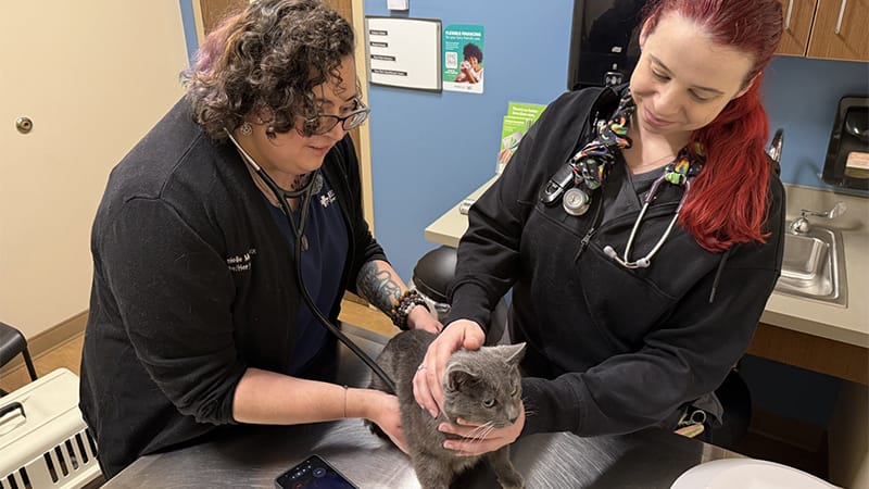 A grey cat being examined by two veterinarian staff for possible injuries.