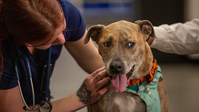 A veterinarian gently examines a senior dog's face and mouth during an exam, part of the physical examination used to help diagnose cognitive dysfunction.