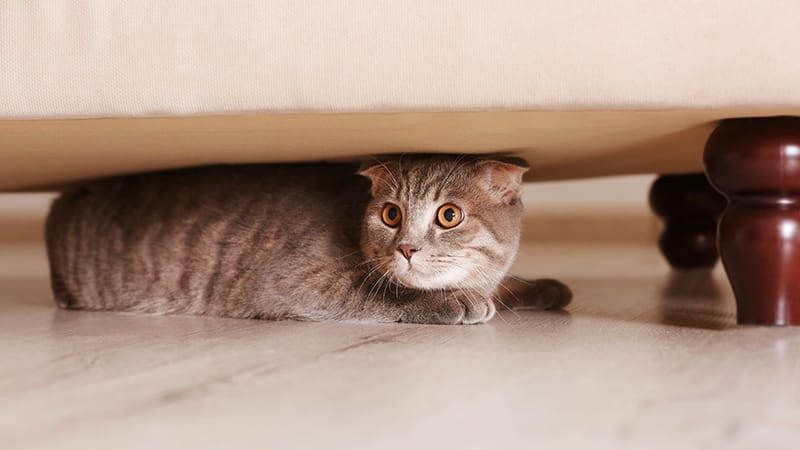 A gray tabby cat with a fold ear peers out anxiously from under a couch, wide-eyed, illustrating the hiding and altered behavior that can signal cognitive dysfunction in senior pets.