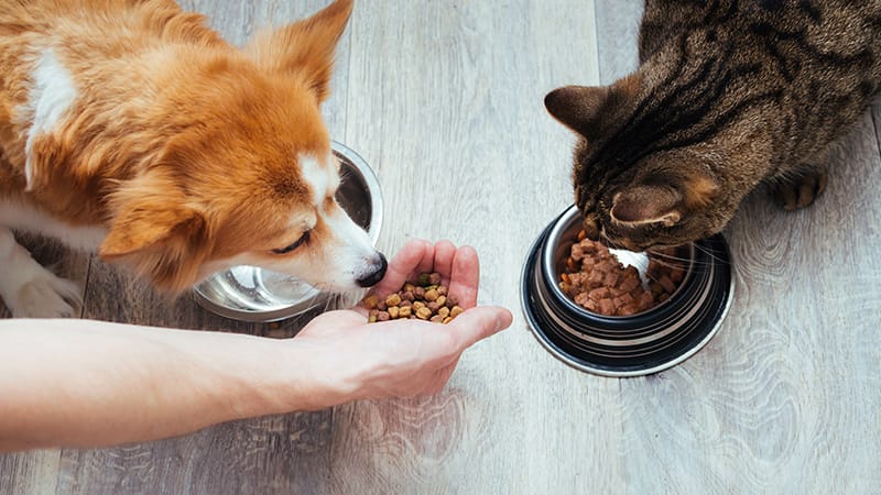A dog eats kibble from an owner's hand while a tabby cat eats from a bowl nearby, representing nutrition and feeding support for senior pets.