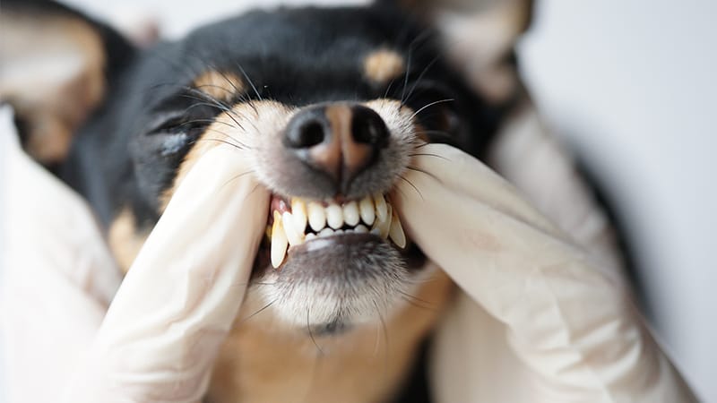 Veterinarian examining a dog's teeth and gums to check for dental disease, a common cause of loss of appetite in dogs.