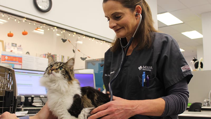Veterinarian examining cat with stethoscope to diagnose why cat won't eat.