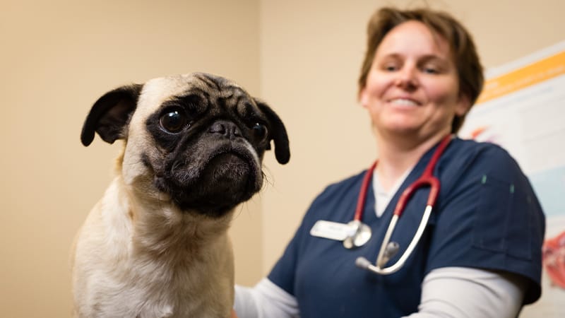 Veterinarian with stethoscope examining a pug during an exam to find the cause of appetite loss.