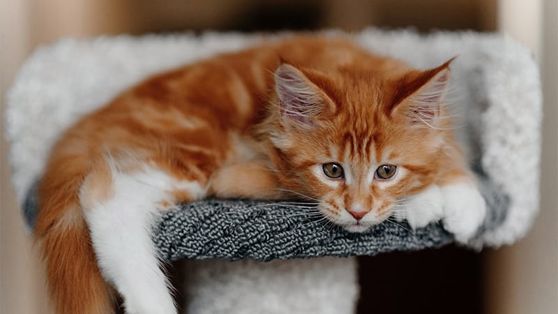 Lethargic kitten showing loss of appetite, a sign your cat won't eat.
