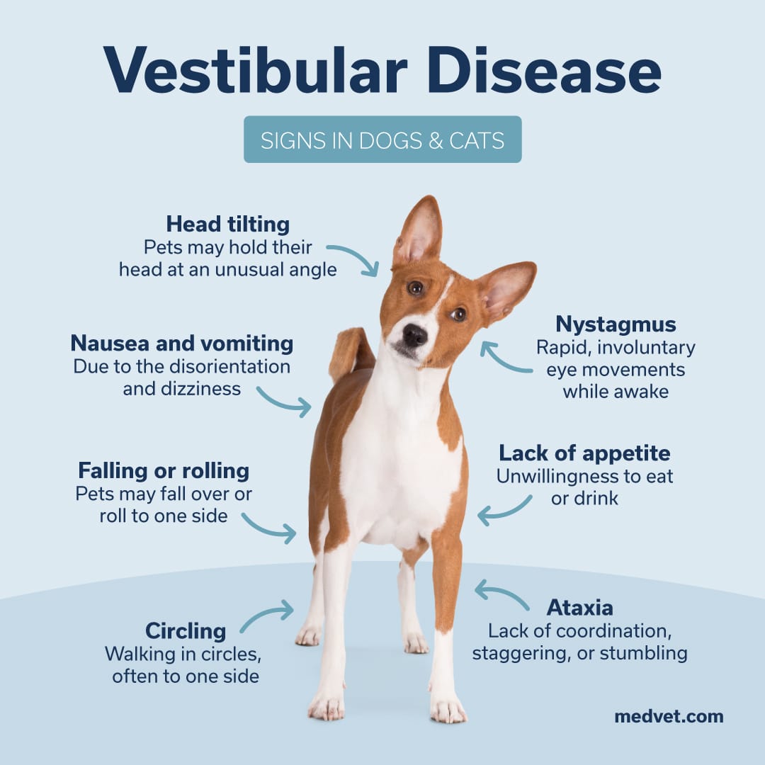 Infographic showing signs of vestibular disease in dogs and cats, including head tilting, nystagmus, loss of appetite, ataxia, circling, and falling or rolling.