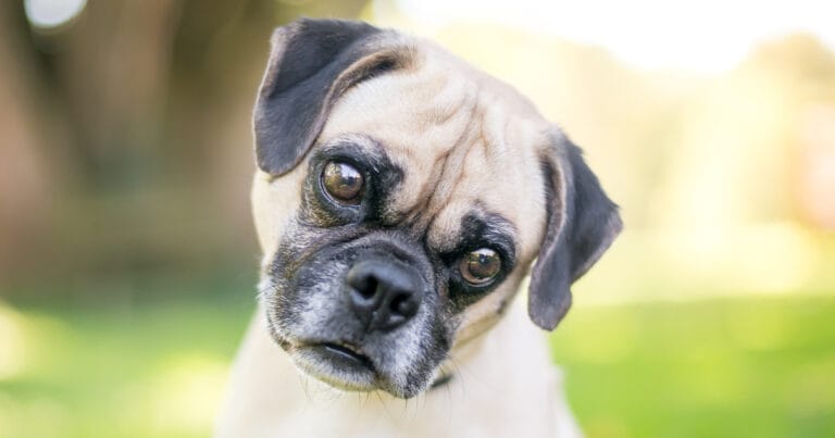 Dog with a head tilt, a common sign of vestibular disease in dogs and cats.