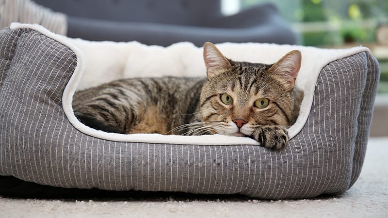 Cat resting comfortable in a pet bed during recovery from vestibular disease.