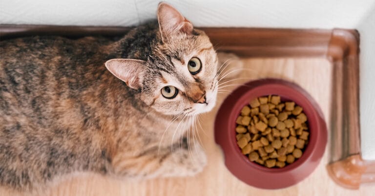 Cat ignoring full food bowl, a common sign your cat won't eat.