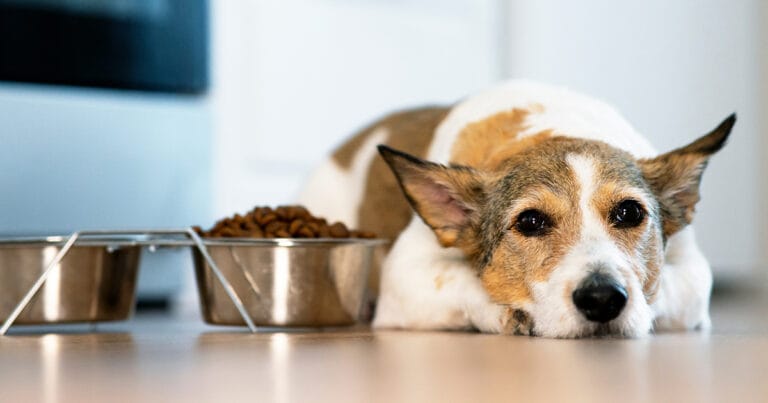 Why Won’t My Dog Eat? Causes and When to See a Veterinarian